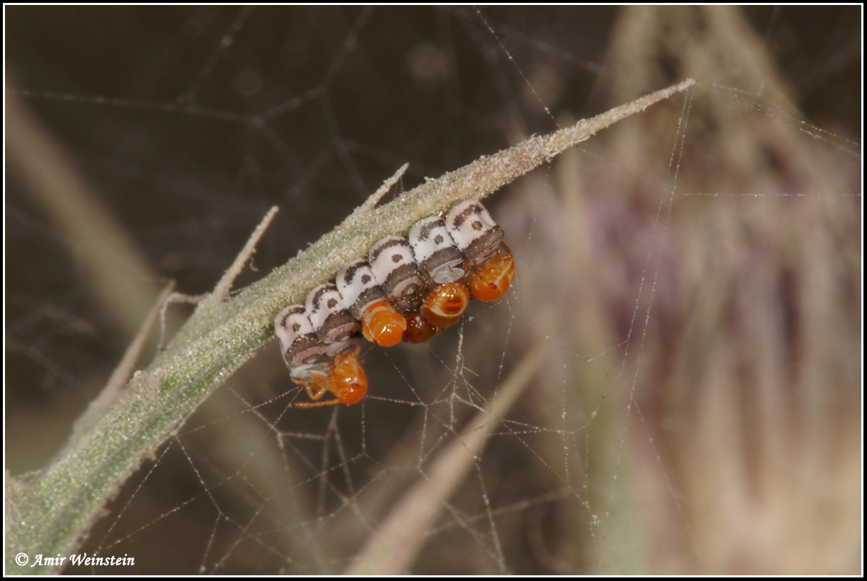 Heteroptera  d''Israele